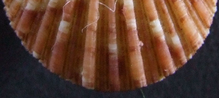 Glorichlamys elegantissima